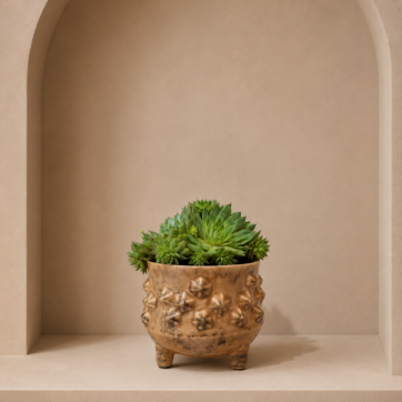 Drijfhout met vetplant